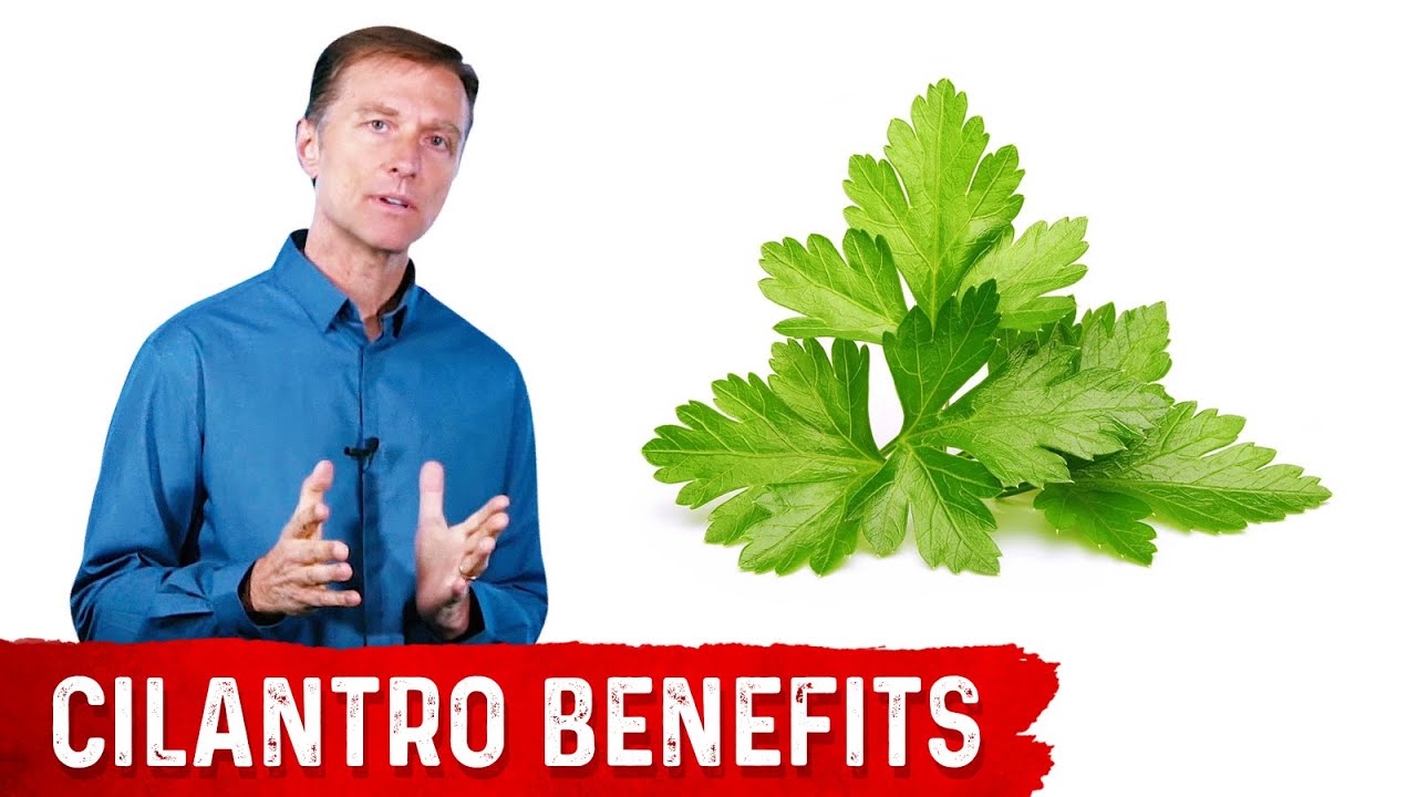 What Is Cilantro Good For?