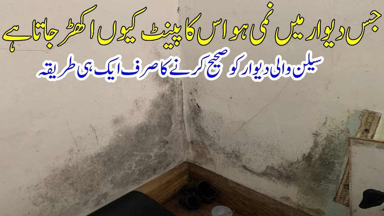 Damp Wall Solution | Why Does the Paint Peel Off the Wall That Has Moisture?