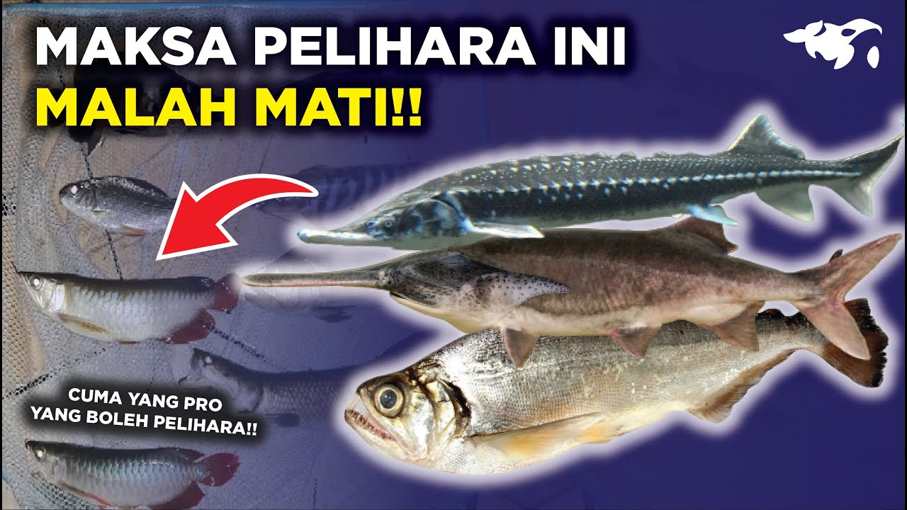 WASPADA!! 5 IKAN PREDATOR AIR TAWAR YANG BUKAN UNTUK PEMULA (Part 1)