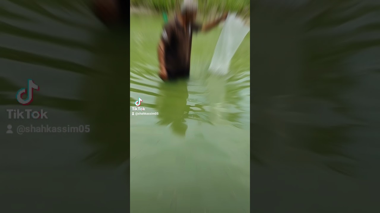 kolam ikan keli