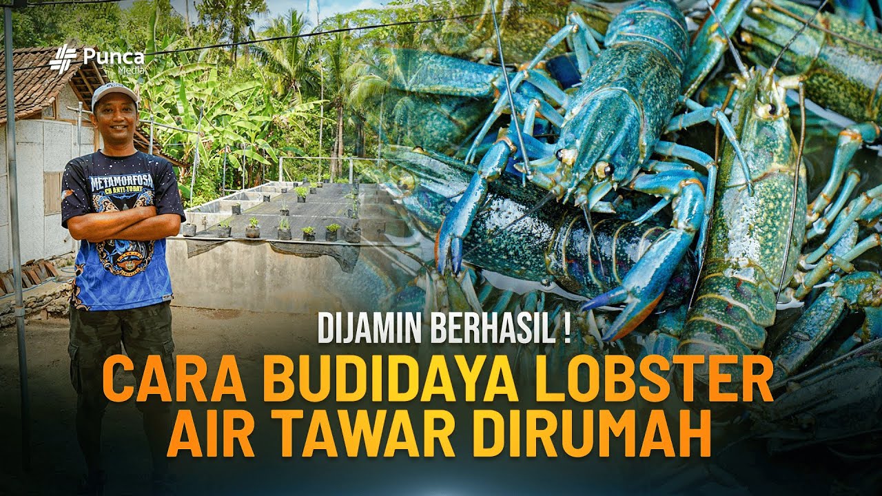 Cara Budidaya Lobster Air Tawar Dari Bibit Hingga Panen. Modal Kecil Dijamin PANEN BERLIMPAH.