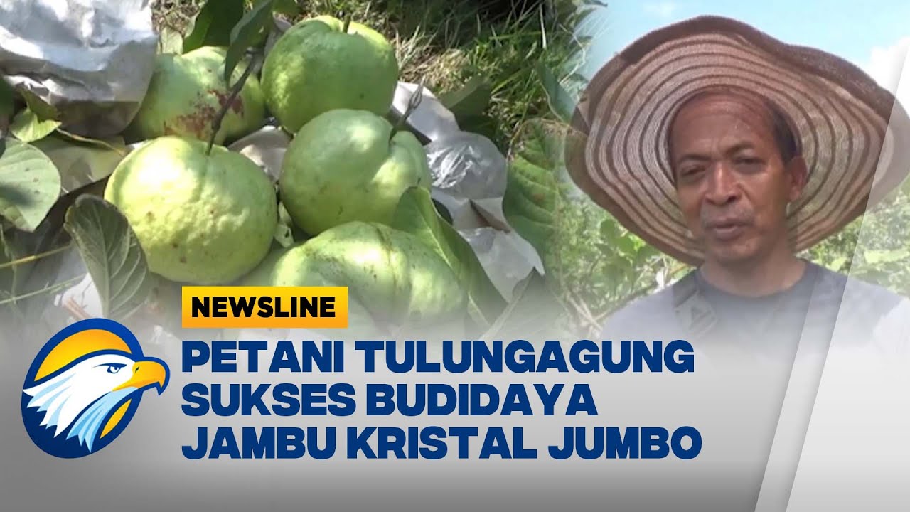 Jambu Kristal Jumbo Tulungagung, Panen Hingga 50 Kg per Pohon [Newsline]