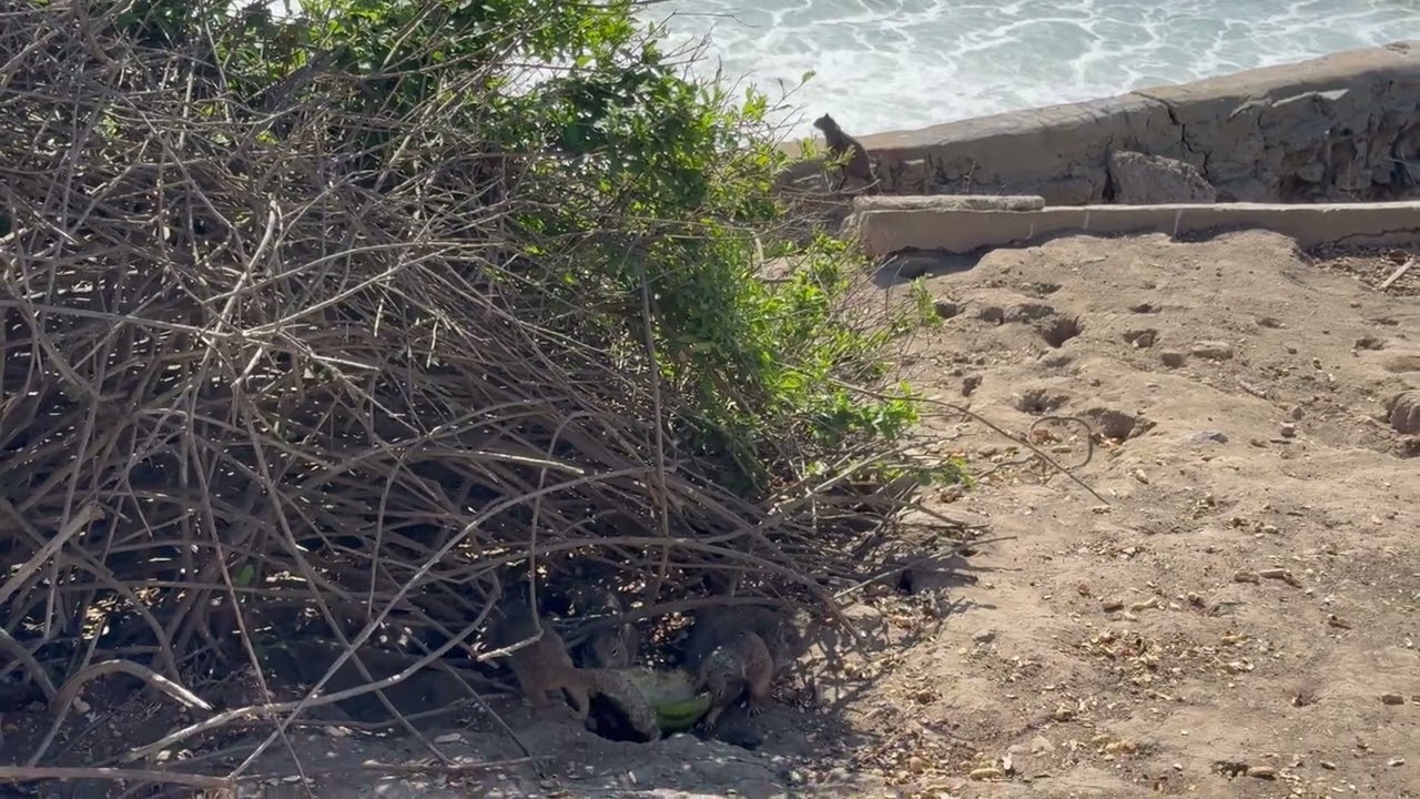 California ground squirrels by the cliffs and ocean in LA #squirrel #urbanwildlife #losangeles   