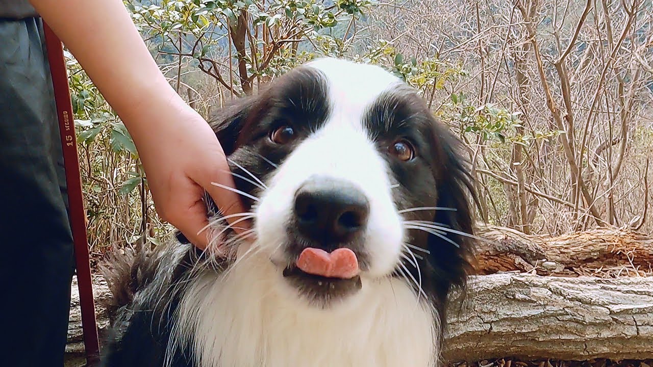 愛犬と登山したら優しさに涙しました...