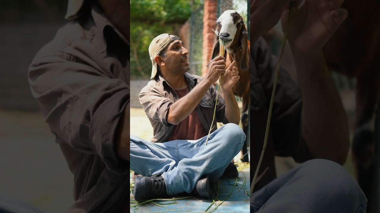 Reality of Animal Welfare in India #peepalfarm