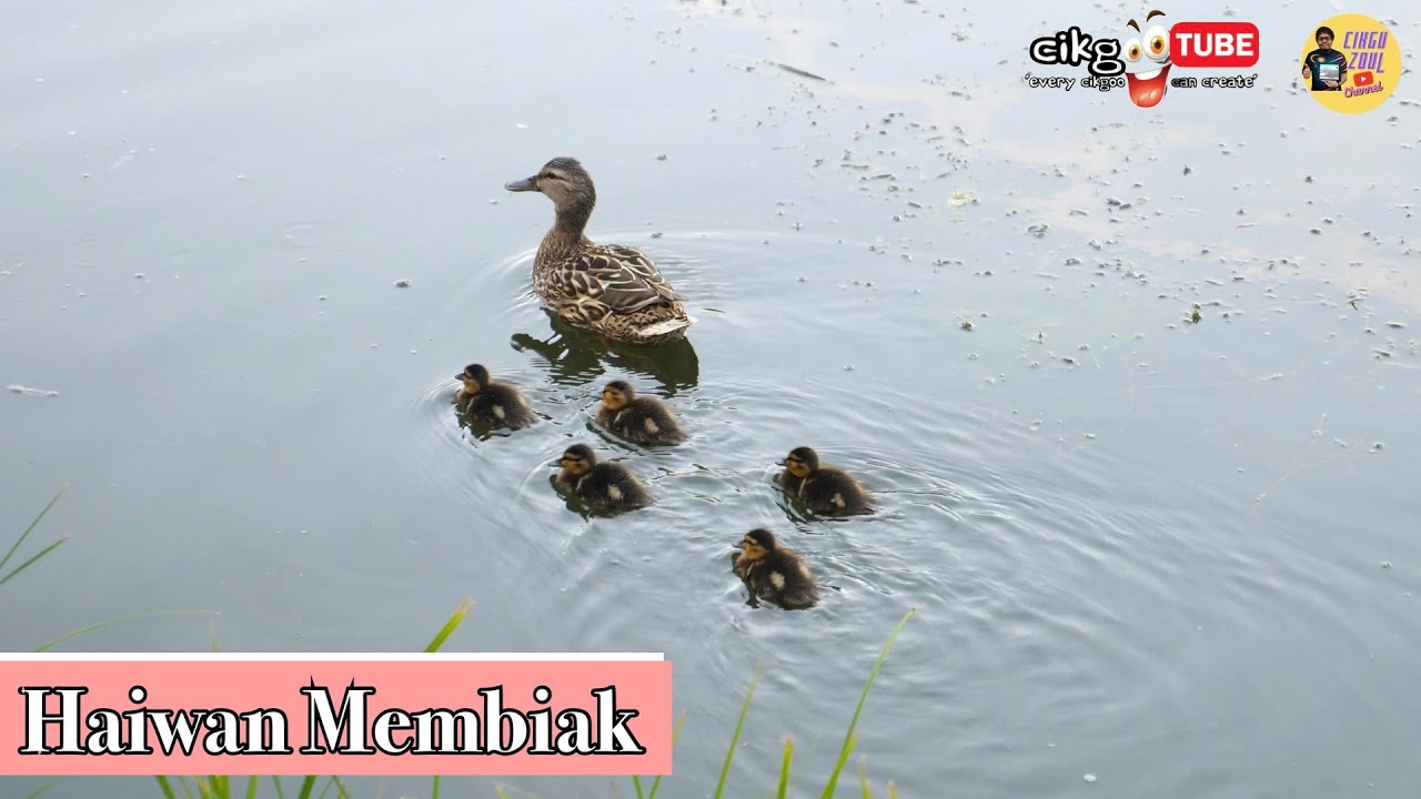 Sains Tahun 2: Haiwan Membiak