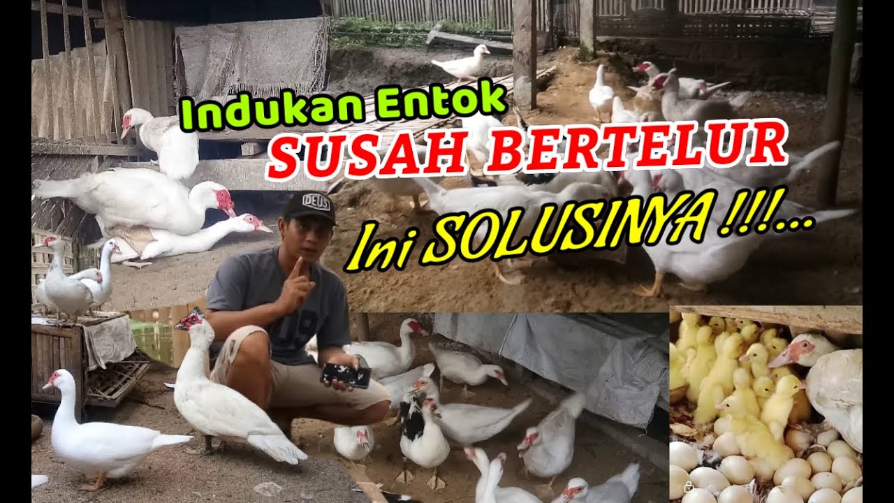 INI SOLUSINYA‼️... INDUKAN ENTOK SUSAH BERTELUR. #Fyp #animal #foryou #viral #viralvideo #shorts