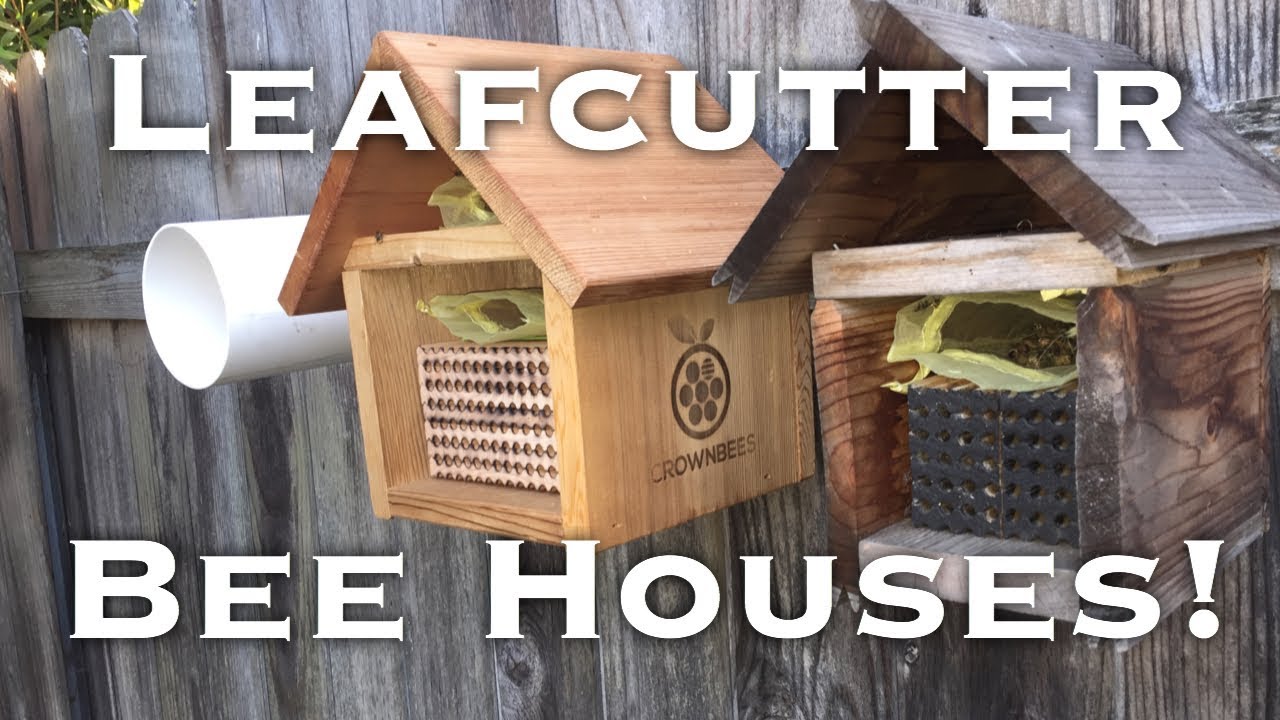 Setting up Leafcutter Bee Houses!