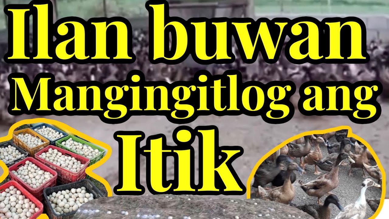Ilan buwan mangingitlog ang itik simula ng pagka pisa / itik farm / duck farming / itikan