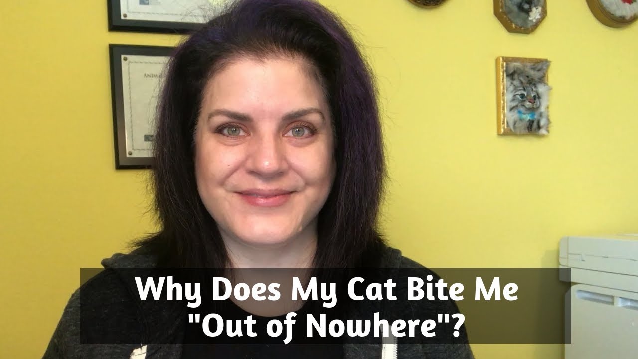 Why Does My Cat Bite Me...Out of Nowhere???