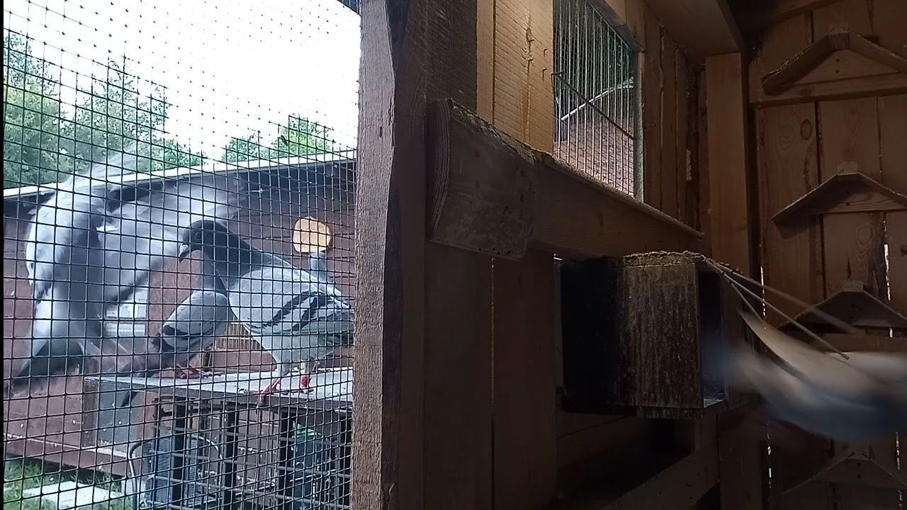 Przygotowania gołębi młodych 😁😉 Dyscyplina 😬💪