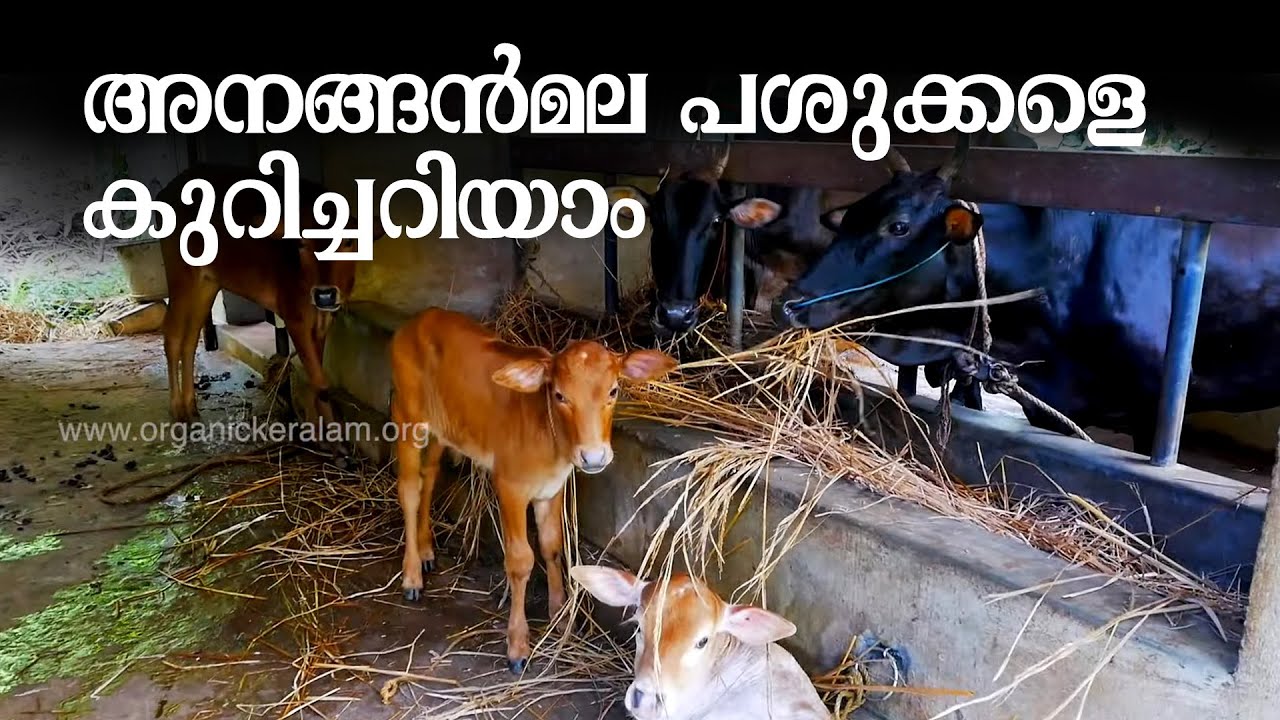 അനങ്ങന്‍മല പശുക്കളുടെ സവിശേഷതകള്‍ | Indigenous Breed | Ananganmala Breed