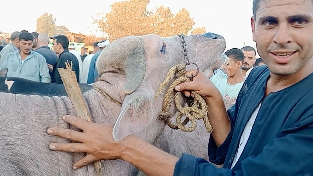 اسعار العجول الذكوره الجاموس اللحم في سوق طنطا غربيه