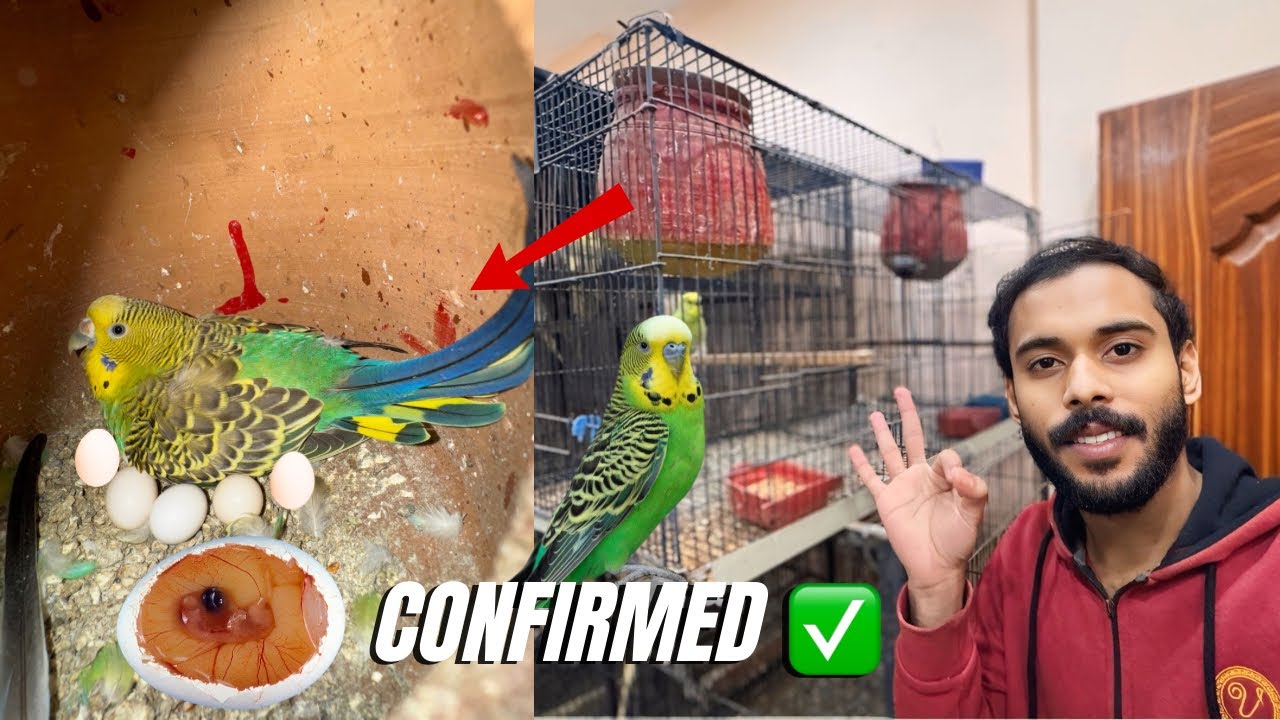 Good News 😍! Budgie Eggs Ko Check Kr K Pata Chal Gaya