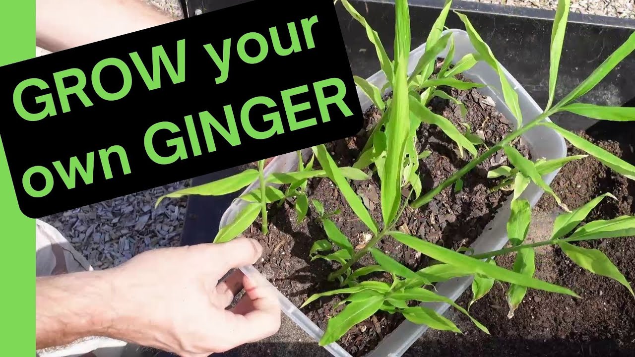 Grow Ginger in Zone 8/9 Climate like a PRO