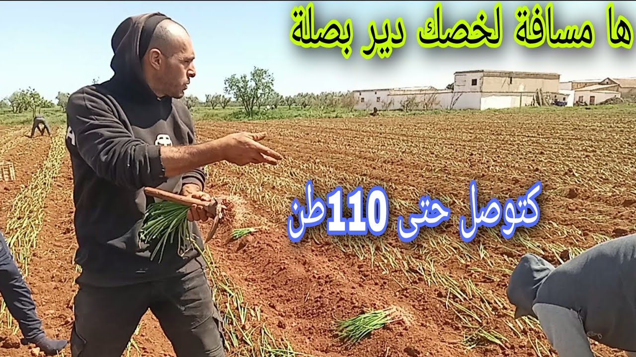 هشحال زرعنا بصلة  فيومين لبغا يزرع مرحبا  هذي احسن مسافة لدزرع بيها البصلة الا بغتي  طوناج مزيان