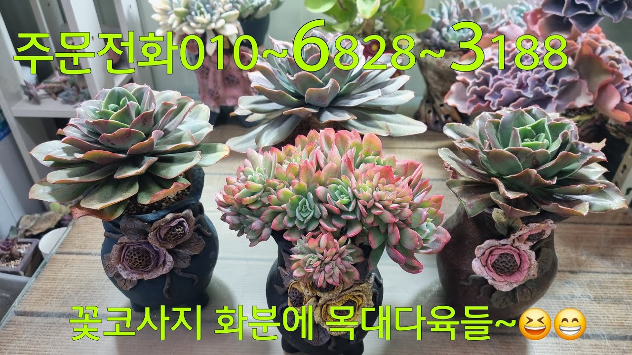 (26.1.18.일)💞고사옹금💞판매완료💞1월 한달은 날씨가 추워서 식물 택배 못해요~😁😆