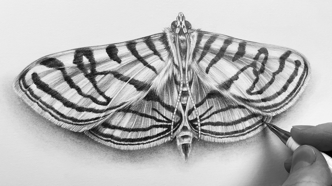 Zebra Moth Graphite Drawing Timelapse | Realistic Pencil Art