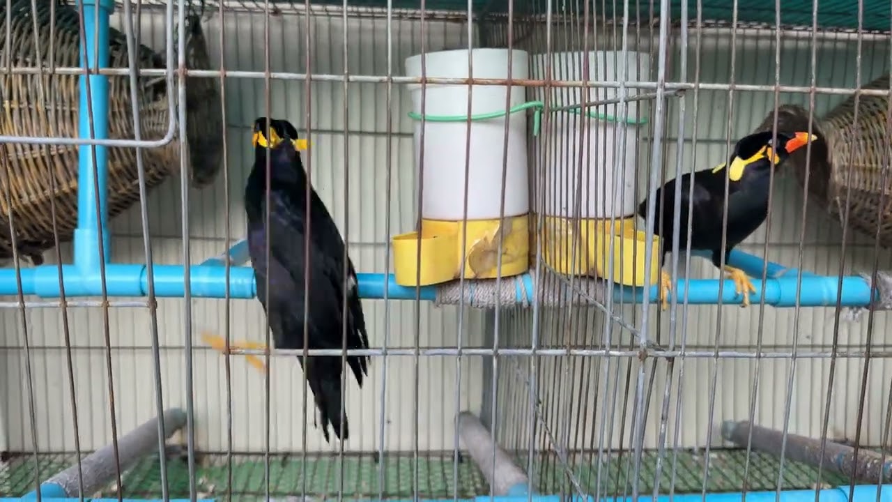 សាកាកែវចេះនិយាយ