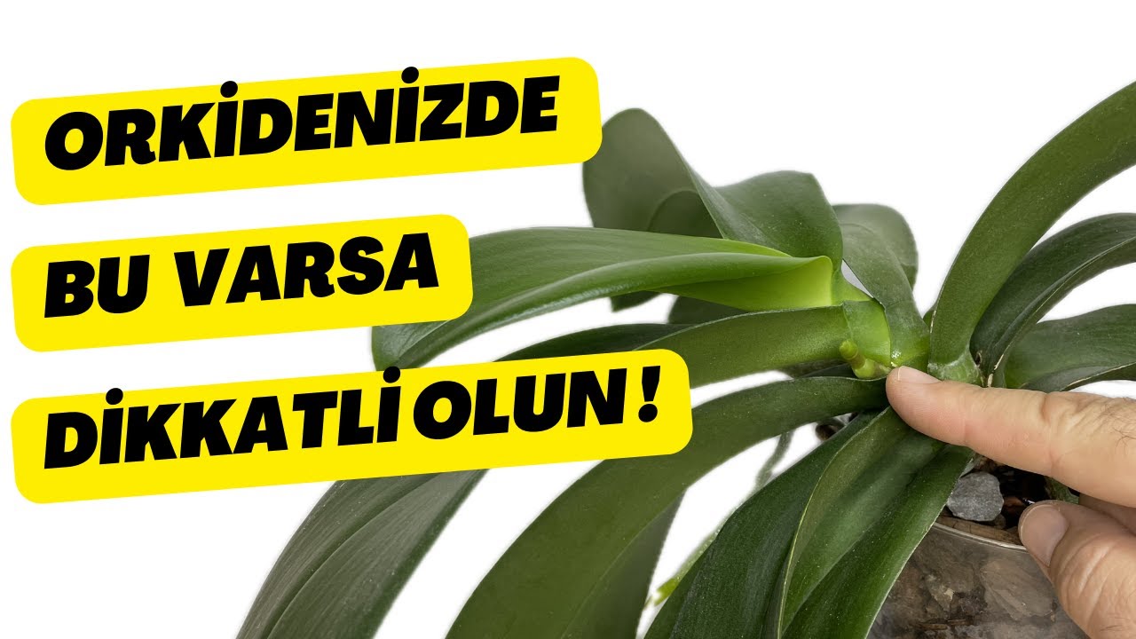 Orkide Canlandırmanın Mükemmel Formülü | İzle, Uygula, Sonuçları Anında Gör!