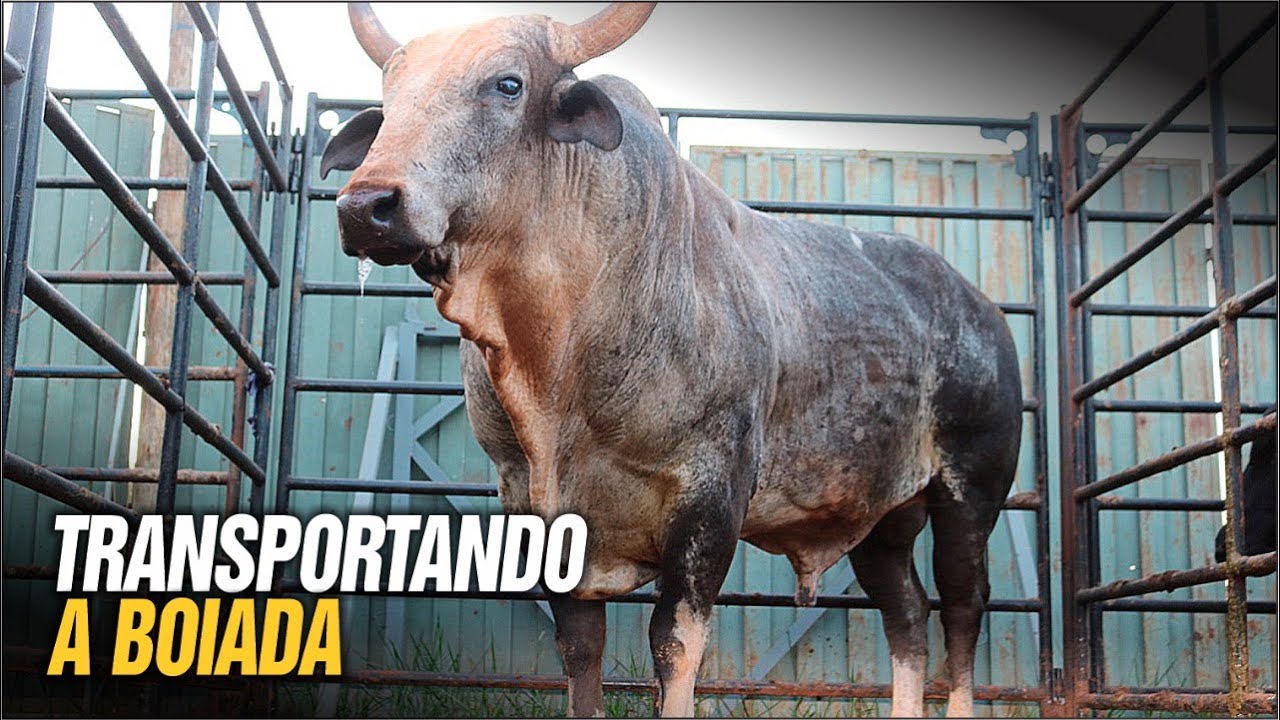 Fomos EMBARCAR OS TOUROS para o RODEIO