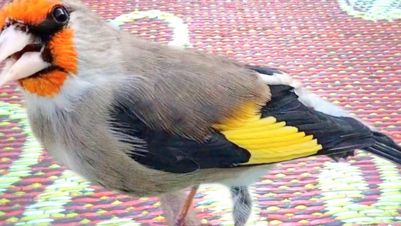 Mast Himalayan Gold Finch Singing Sehra bird Full sounds