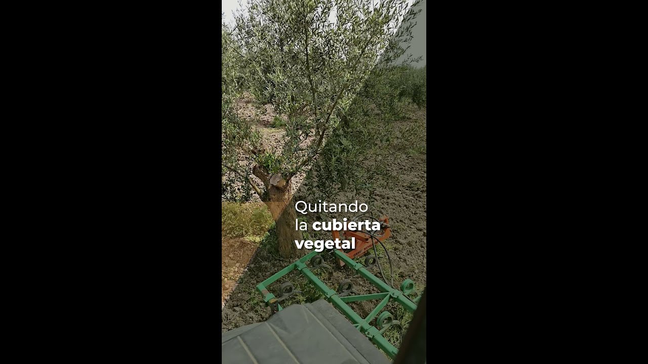 QUITANDO LA CUBIERTA VEGETAL
