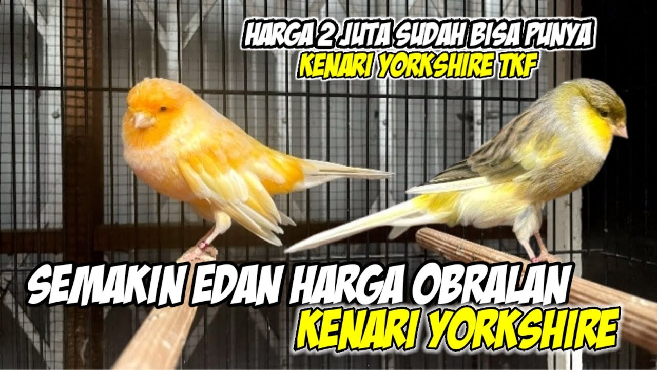 SEMAKIN EDAN HARGA OBRALAN Kenari Yorkshire #kenarigacor #kenariyorkshire #burung 