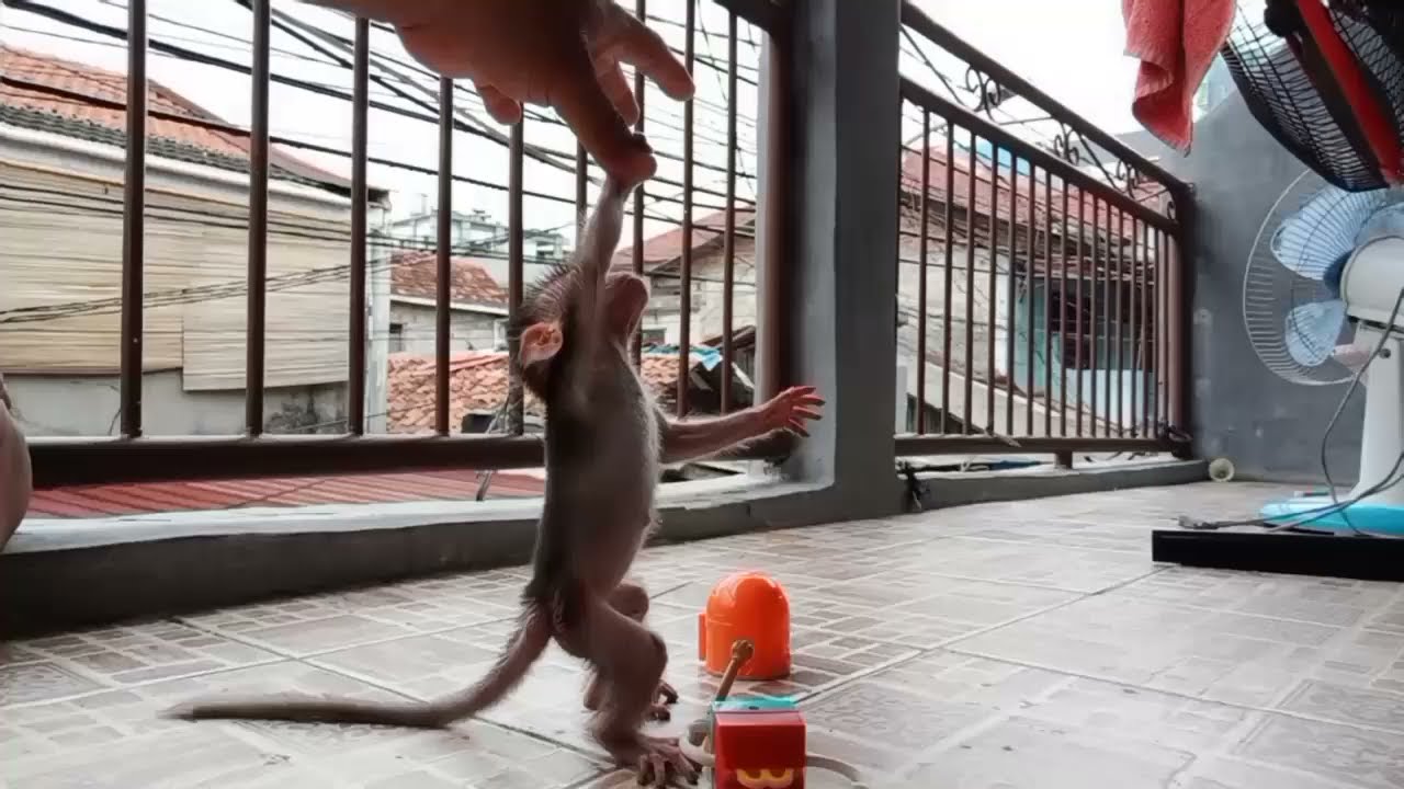 Bayi Monyet Belajar Berjalan Dua Kaki