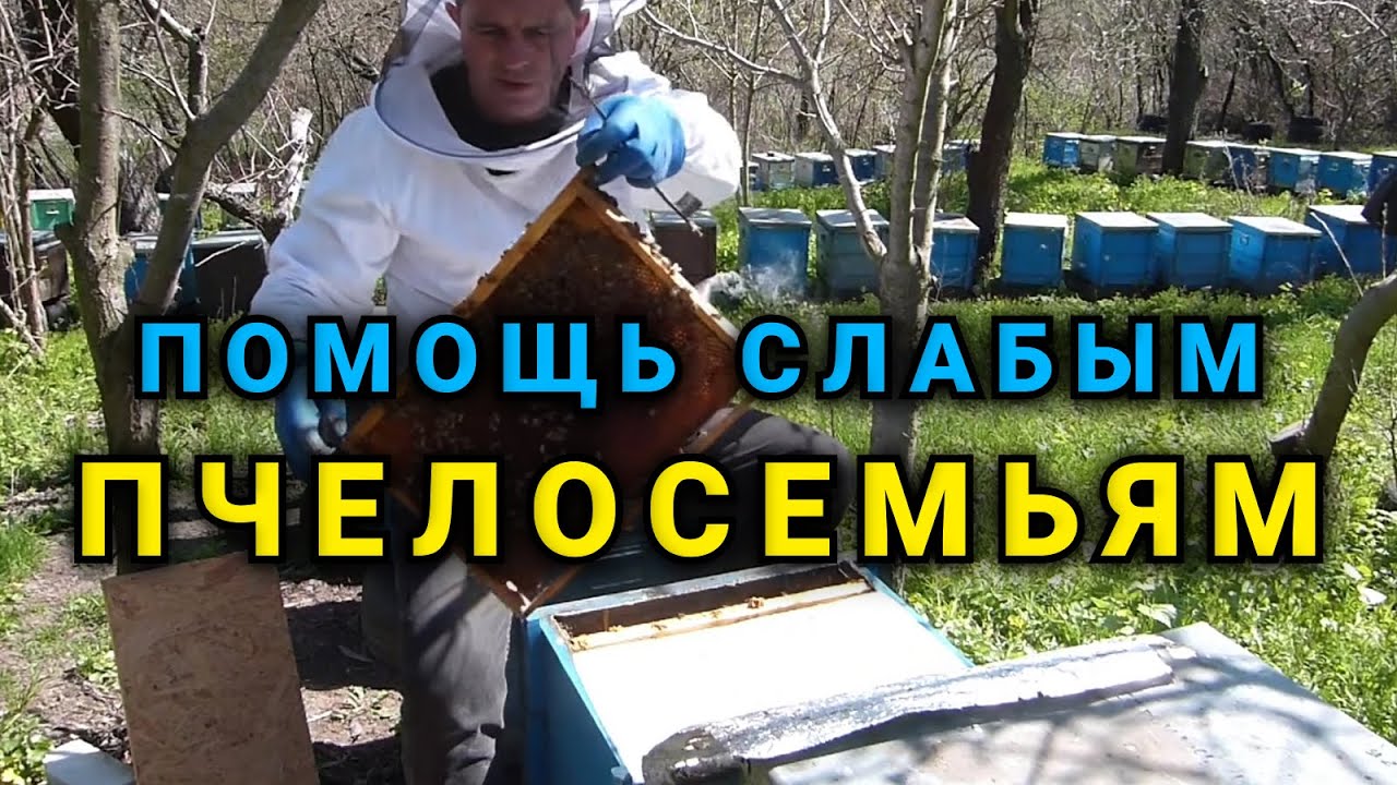 Как помочь очень слабым семьям и выровнять пасеку.