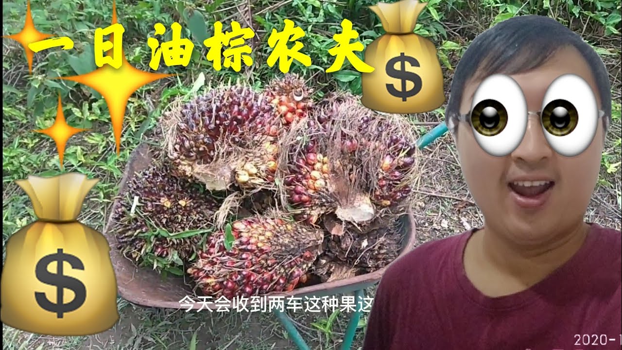 一日油棕农夫挑战  雨爸进山遇到危险!  差点回不来了!  砍油棕