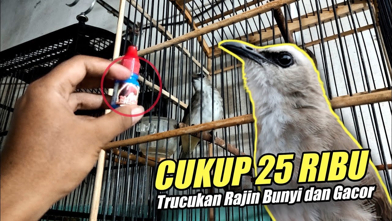 Coba Ramuan Ini, Cukup 25 Ribu Trucukan Jadi Rajin Bunyi dan Gacor | Merawat Trucukan