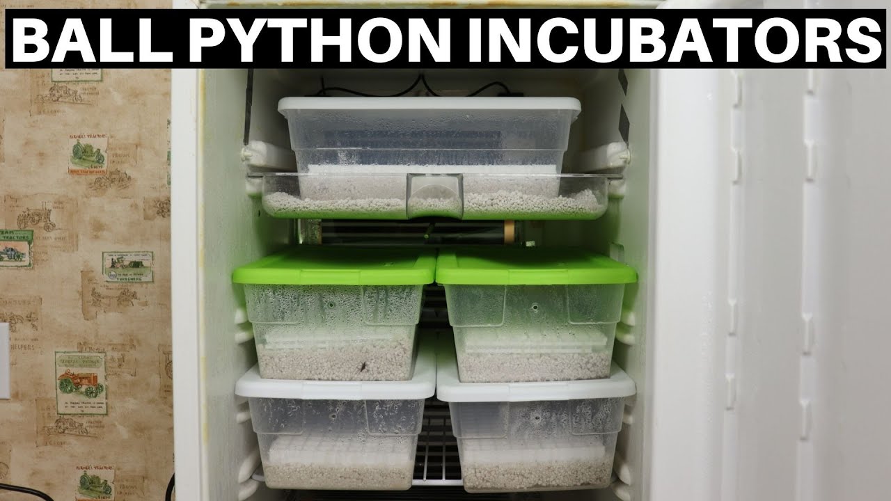 How To Setup DIY Ball Python Incubators - Benjamin's Exotics