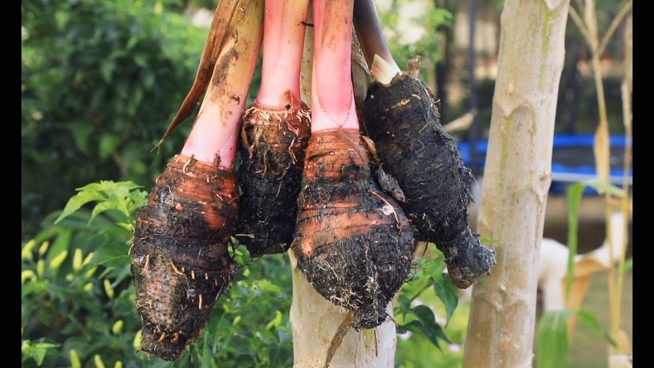 Ça pousse au fenua, le DOC: Le taro