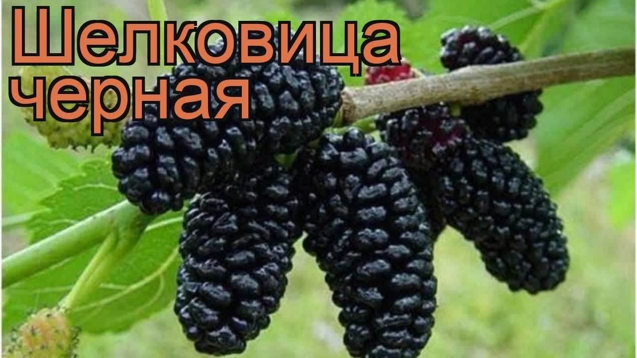 Шелковица черная (morus nigra) 🌿 черная шелковица обзор: как сажать, саженцы шелковицы