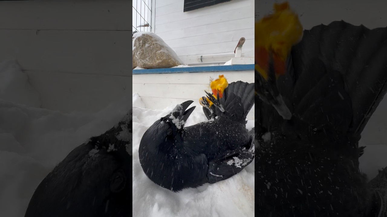 #воронгоша #raven #winterbirds #commonraven #birds #ravenbird