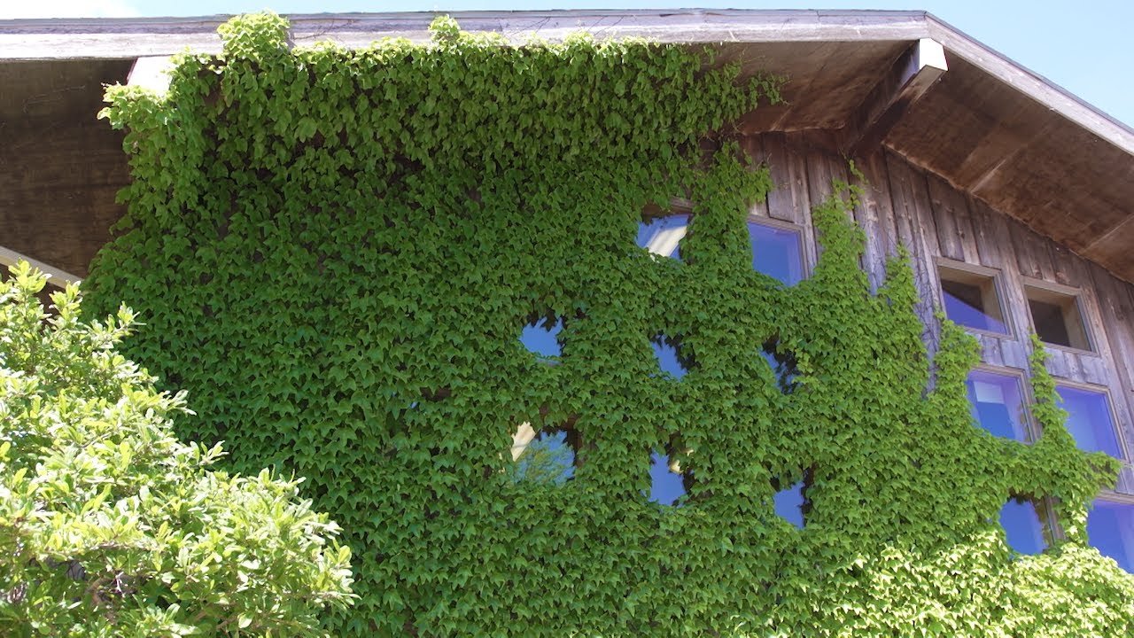 How to take care of vines | South Dakota Home Garden
