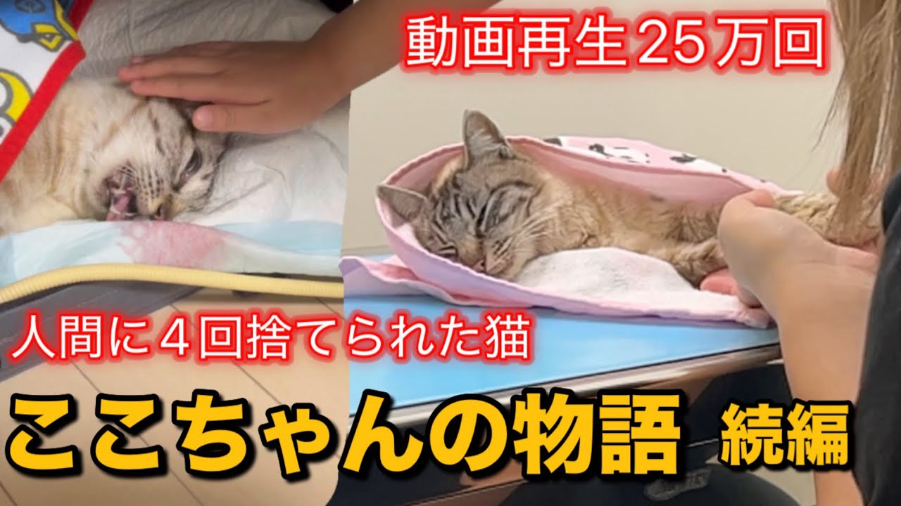 【小さな命を守りたい】②人間に4回捨てられた猫ココちゃんの物語　続編