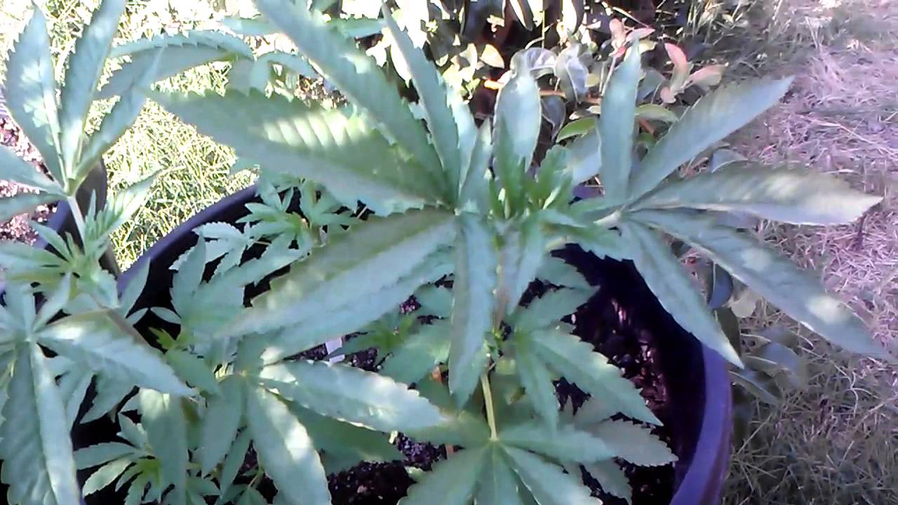 Outdoor mmj update 8/9
