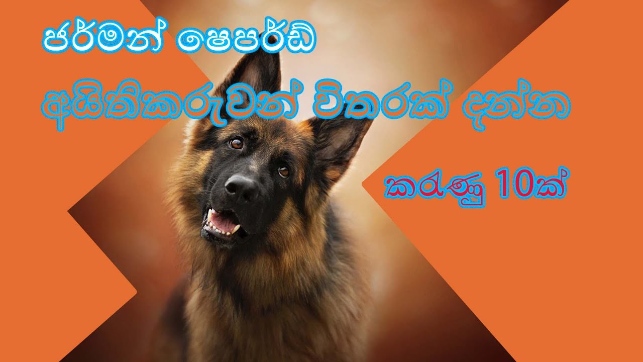 Top 10 Facts Only German Shepherd Owners know | ජර්මන් ෂෙපර්ඩ් අයිතිකරුවන් විතරක් දන්න කරැණු 10ක්