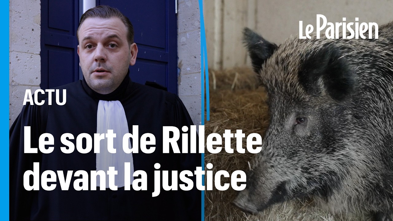 « Il faut y croire » : Élodie, suspendue à la décision du tribunal pour sauver son sanglier