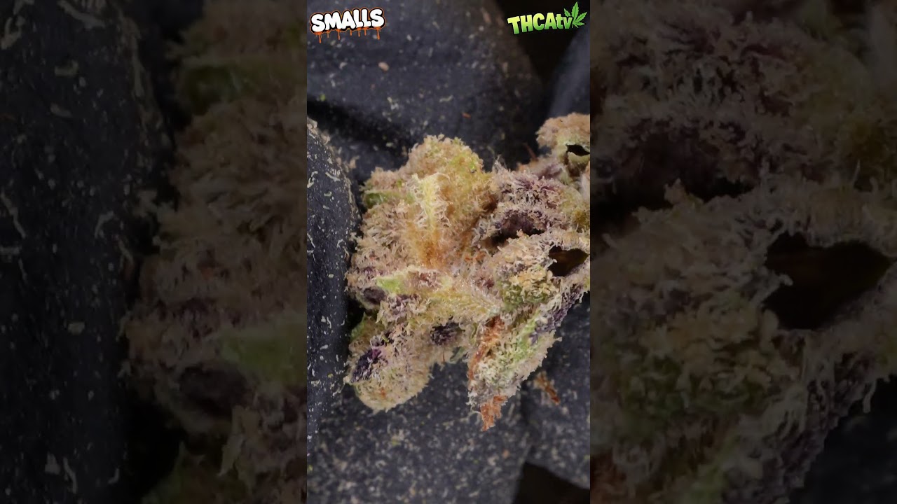 Gas or Pass: Budget Edition! 🛢️ Gorilla Glue (Smalls) Review | THCAKING.com 🌿