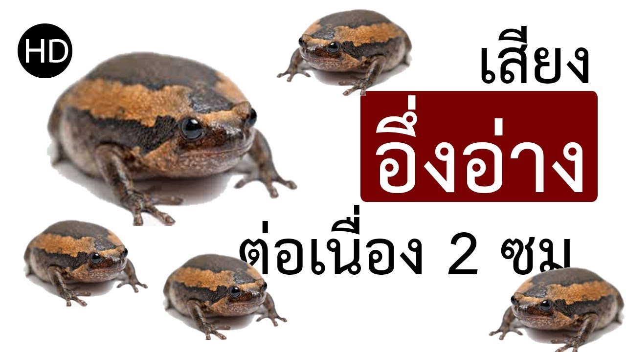 เสียงอึ่งอ่าง HD หรือฟังเพลินๆ คลายเครียด ต่อเนื่องไม่สะดุด 2 ชั่วโมง_Banded Bull Frog sound