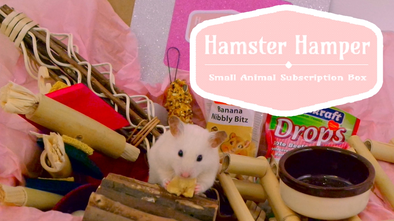Opening a Hamster Hamper! 🐹📦