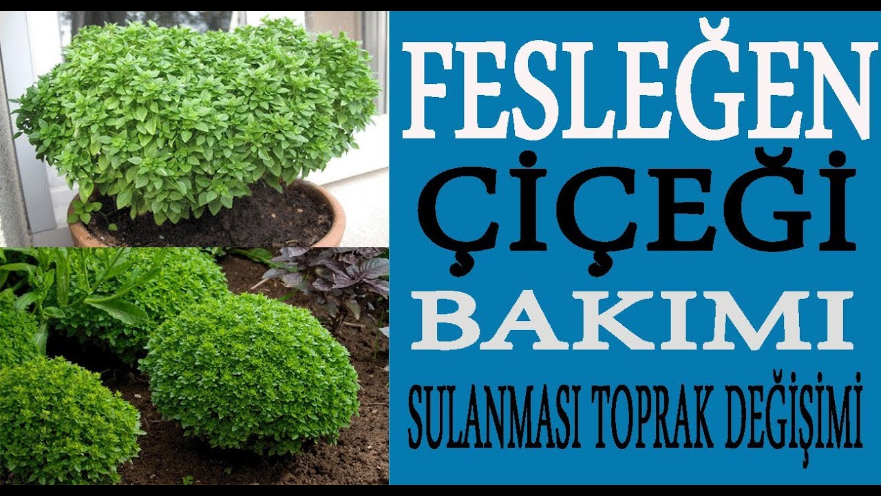 Fesleğen çiçeğinin bakımı, sulanması ve çoğaltılması nasıl yapılmalı ? feleğen çiçekleri