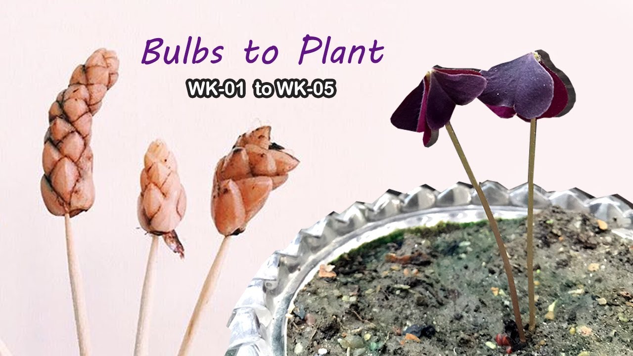 LIVE Trick on growing butterfly plant ☘ (bulbs to plant) oxalis triangularis | A Garden Cat EP-29 🦋🐛