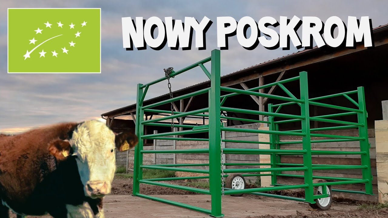NIE DAJ SIĘ ZABIĆ przy hodowli bydła !! Odcinek nr. 1 // prezentacja nowego poskromu dla bydła