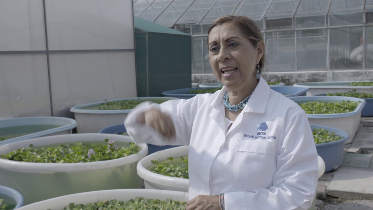 Manejo de plantas acuáticas invasoras en México