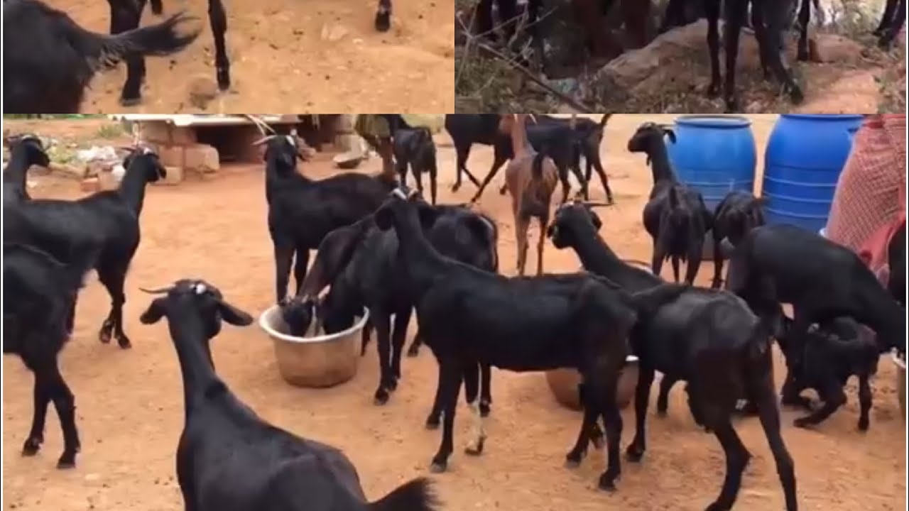 தலச்சேரி ஆடுகளுக்கு சவால் விடும் சேலம் கருப்பு ஆடுகள்! குடும்பத்தை காப்பாற்றும் ஆடுவளர்ப்பு.