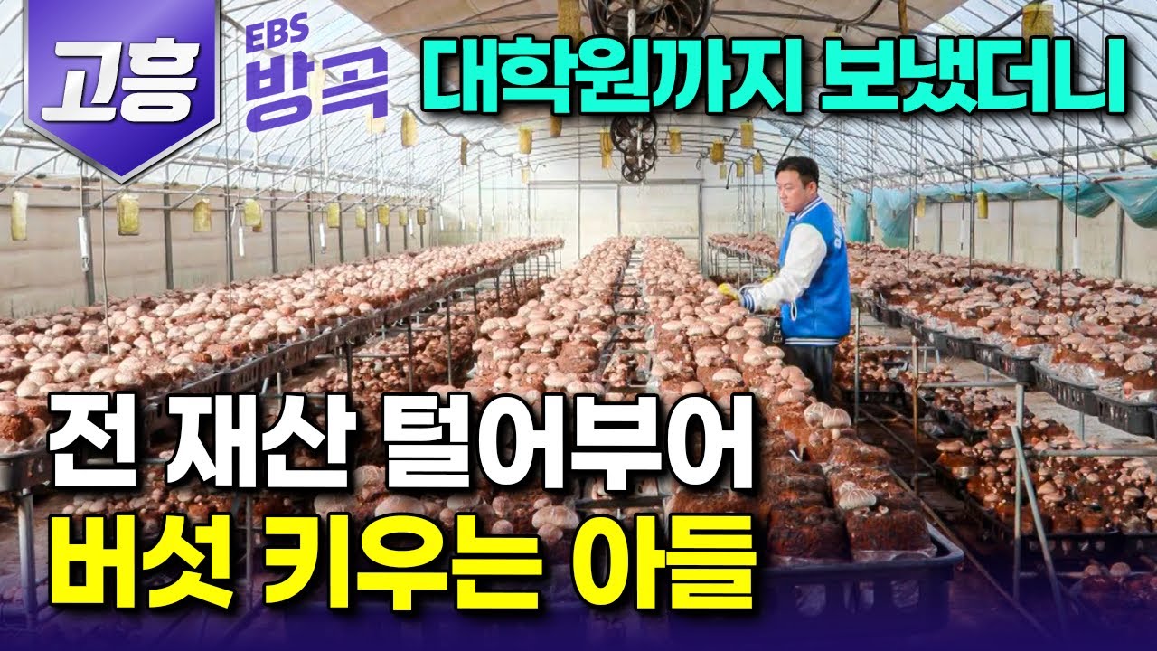 [전남 고흥] 농사나 짓겠다며 모은 돈 다 들이부어 고향으로 돌아온 아들이 일냈다｜하루 400kg 표고버섯 재배하는 청년 농부｜#한국기행 #방방곡곡